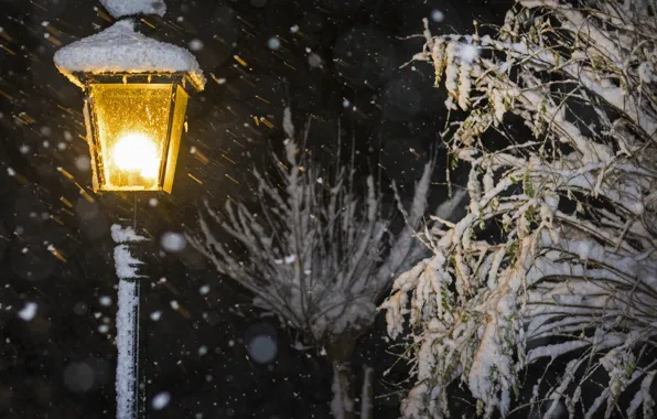 Snow, branches, lantern