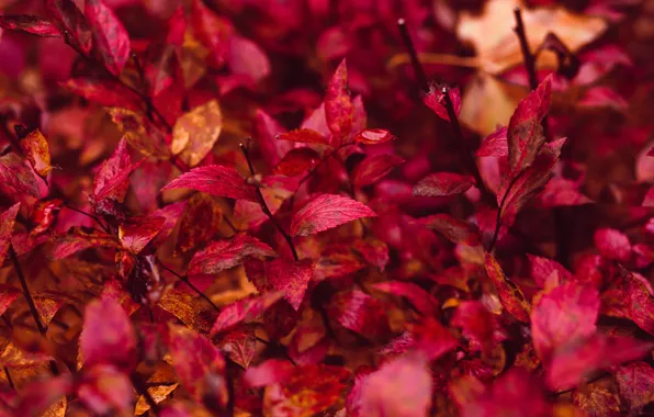 Nature, Color, Flower, Leaves, Plant, Branch, Branches, Plants