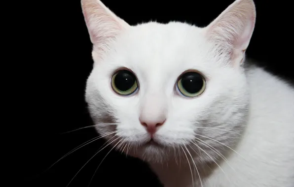Picture eyes, cat, background, face