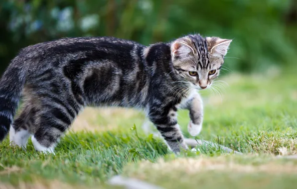 Picture cat, summer, grass, look, nature, pose, glade, legs