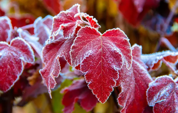 Picture frost, blur, red leaves