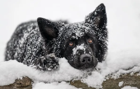 Look, face, snow, dog, German shepherd