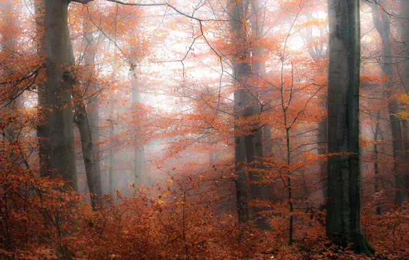 Autumn, forest, trees, branches, fog, Park, trunks, foliage