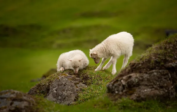 Nature, sheep, sheep, a couple, cubs, lamb, lambs