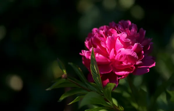 Flower, the dark background, pink, bokeh, peony
