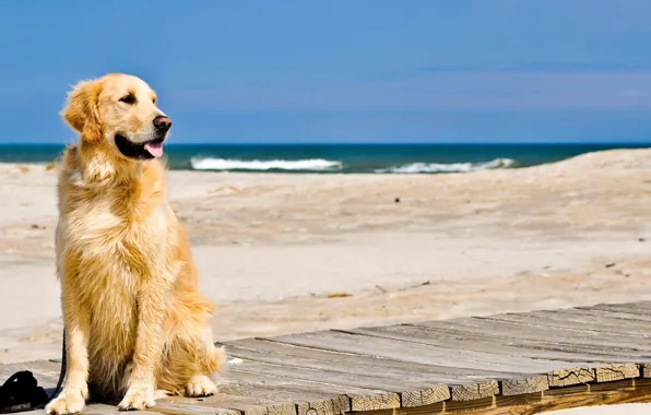 Sand, wave, beach, Dog, Retriever
