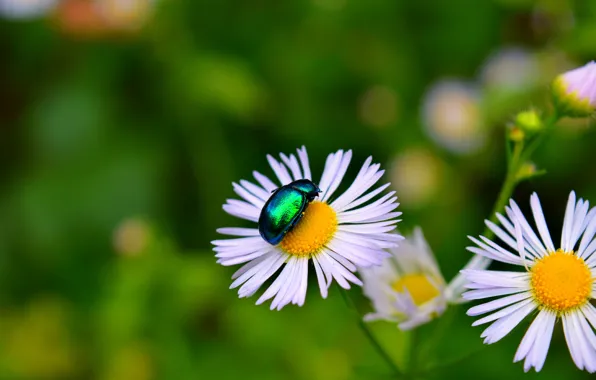 Picture chamomile, Macro, Flowers, beetle, Flowers, Bokeh, Insect, Bokeh