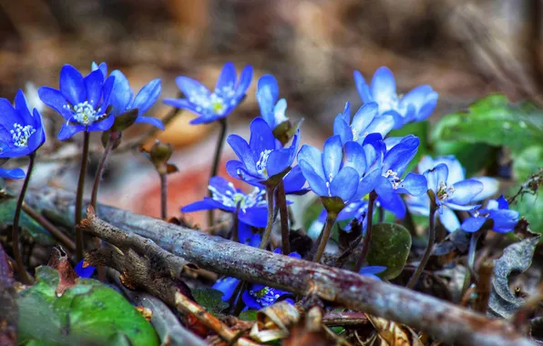 Flowers, nature, glade, blur, branch, spring, blue, blur