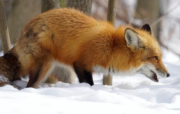 Picture winter, snow, trees, nature, pose, muzzle, Fox, the snow