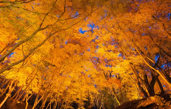 Autumn, the sky, leaves, trees