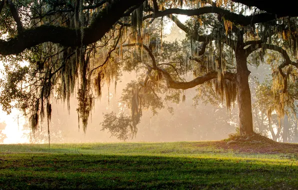 Trees, Park, moss, morning, the color of the sun