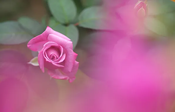 Leaves, roses, petals, buds