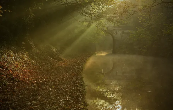 Autumn, rays, bridge, reflection, river, foliage, England, channel