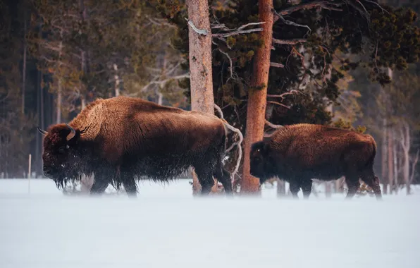 Picture animal, wildlife, buffalo, bison