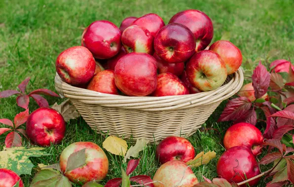 Picture autumn, leaves, red, basket, glade, apples, garden, harvest