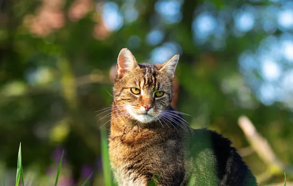 Cat, cat, look, light, nature, pose, grey, face