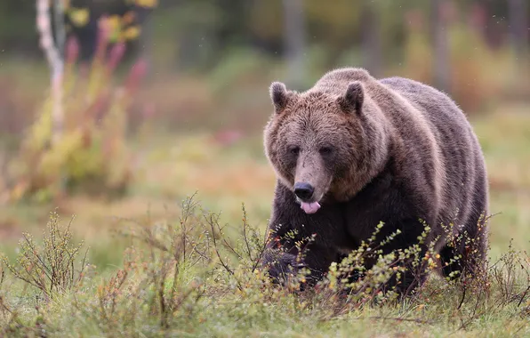 Autumn, look, nature, pose, bear, bear, face, brown