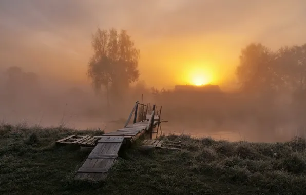 Grass, the sun, trees, fog, river, dawn, shore, morning