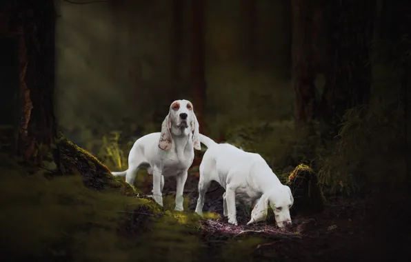Picture forest, dogs, hound, Natalia Ponikarova, The Spanish hound, Sabueso Espanyol