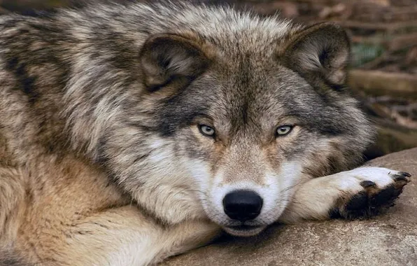Nature, predator, animal, wolf, wildlife, portrait, portrait., Canis lupus. face
