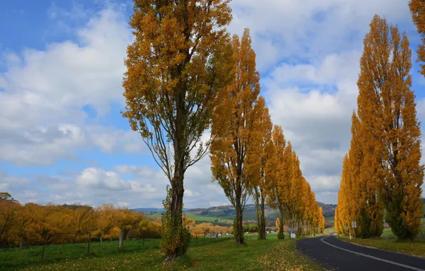 Road, autumn, the sky, clouds, trees, garden