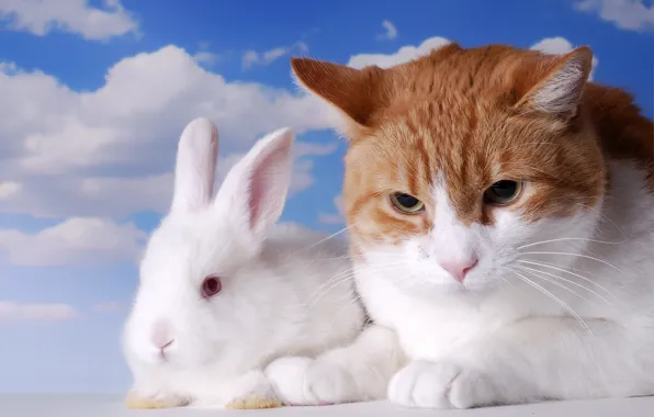 Cat, white, the sky, cat, clouds, blue, rabbit, red