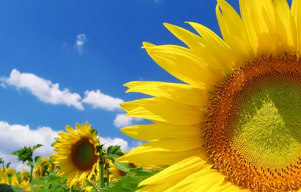 Field, summer, the sky, clouds, sunflowers, yellow, color, bright