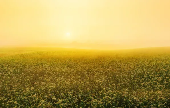 Field, summer, fog