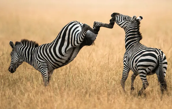 Picture PAIR, FIELD, ZEBRA, The SITUATION, BLOW, HOOVES