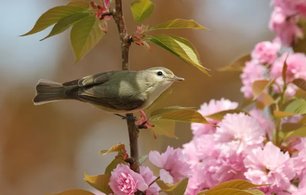 Leaves, flowers, cherry, background, bird, branch, spring, Sakura