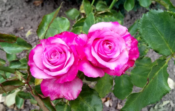 Roses, A couple, Modi blue