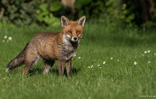 Greens, summer, grass, the sun, nature, Fox, red, Fox