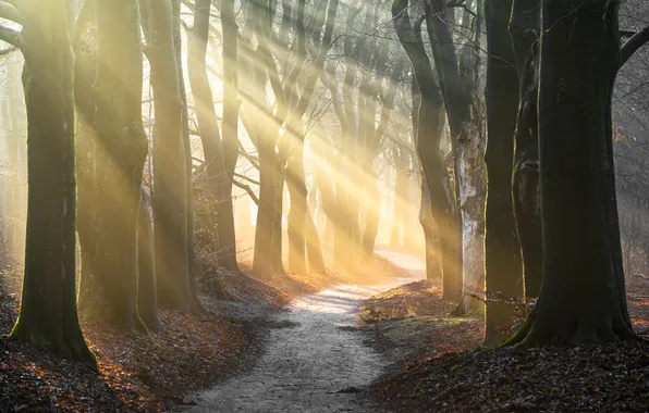 Forest, rays, Park, alley, path