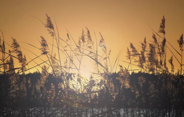 Forest, the sun, river, plants, morning, Bank