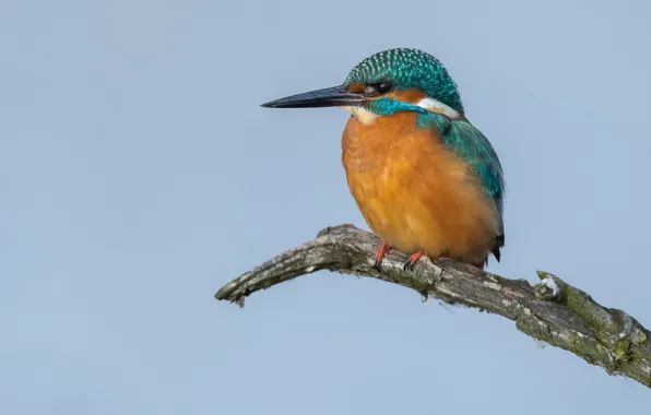 Branches, bird, Kingfisher