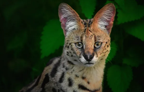Look, face, leaves, portrait, wild cat, Serval