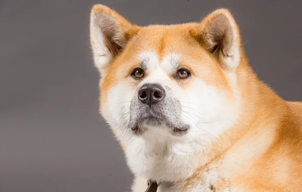Look, face, background, portrait, dog, Akita inu
