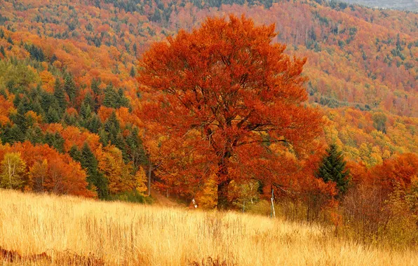 Autumn, forest, tree