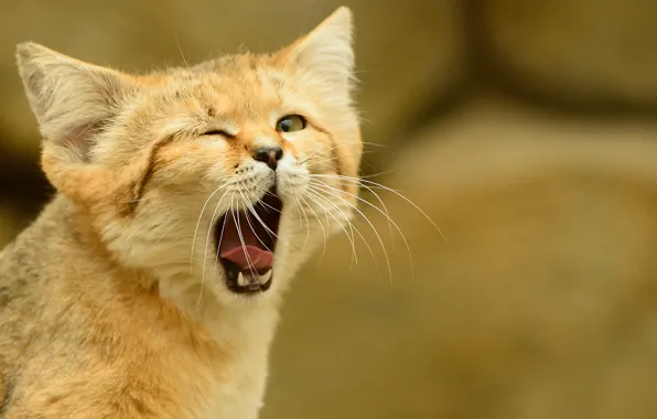 Language, cat, look, yawns, sandy the cat, sand cat, sand cat