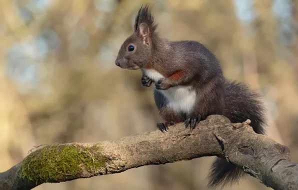 Branches, background, protein, bokeh