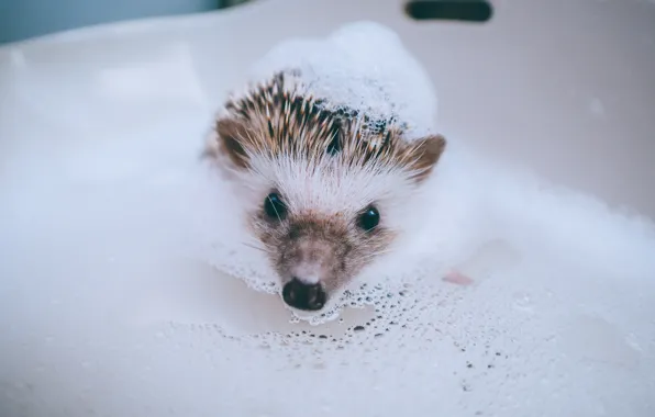 Foam, water, eyes, hedgehog