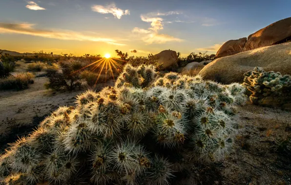 Picture the sun, rays, trees, sunset, mountains, CA, USA, Joshua Trees National Park