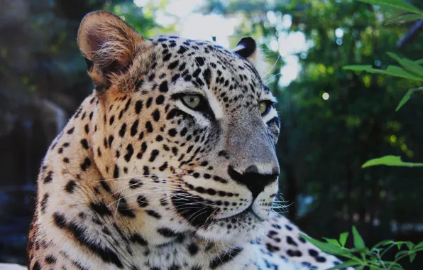 Mustache, leopard, brooding