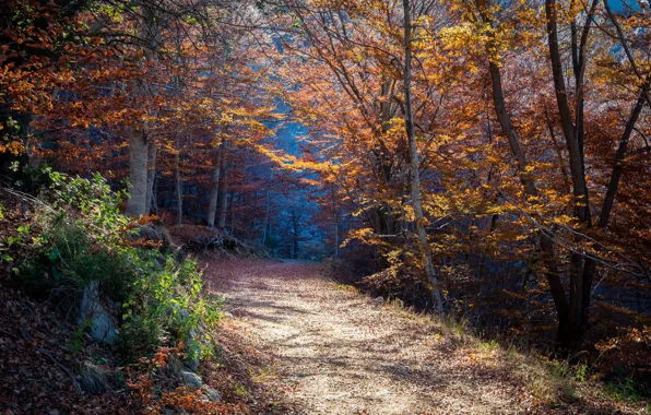 Picture autumn, forest, nature, trail