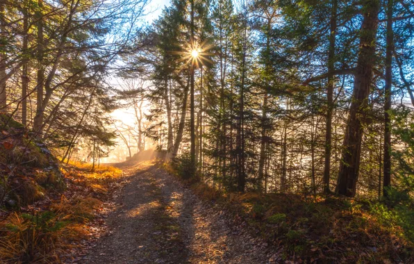 Autumn, forest, grass, the sun, rays, light, trees, fog
