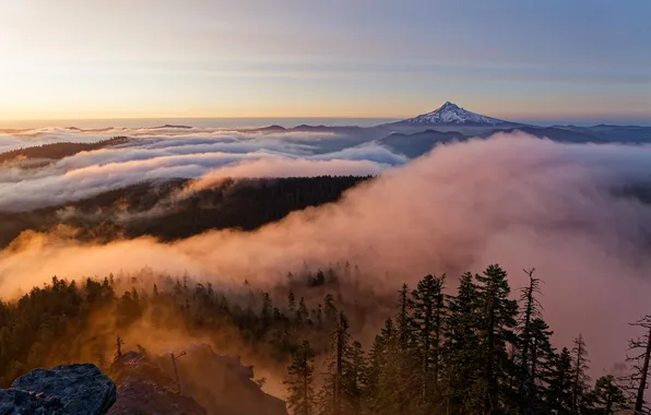 Forest, trees, mountains, fog, rocks, dawn, USA, Oregon