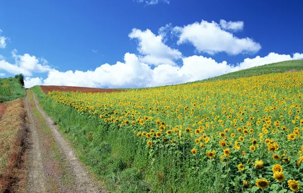 Road, clouds, sunflowers