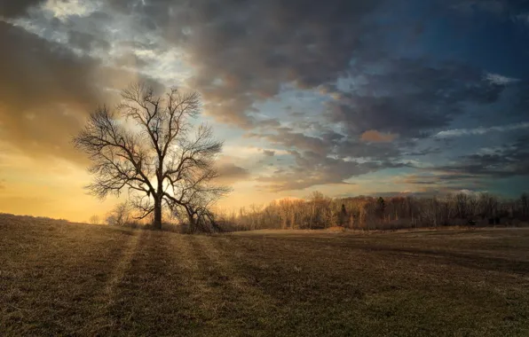 Picture field, the sky, tree