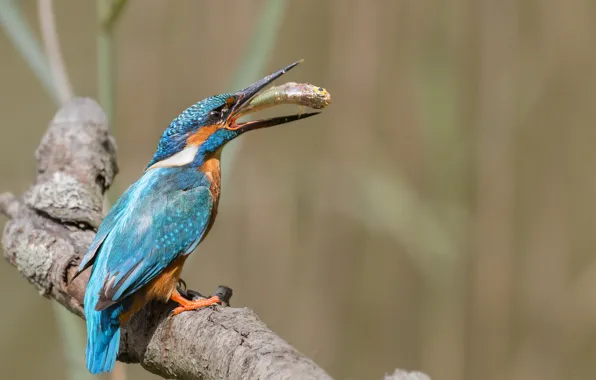 Picture nature, bird, fish, branch, Kingfisher