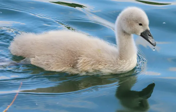 Water, reflection, grey, bird, baby, bathing, Swan, chick